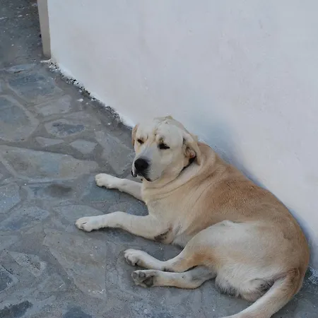 Anixi *